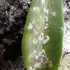 Albugo lepidii infection on the rosette leaves of Lepidium oligodontum growing in a seal colony, Te Wakaru Island, Rekohu | Wharekauri | Chatham Island.<br>Photographer: Peter J de Lange, Date taken: 30/01/2025, Licence: <a target='_blank' href='https://creativecommons.org/licenses/by/4.0'>CC BY</a>. <a class='member-message' href='/nzpcn/why-join-nzpcn/' target='_blank'>Members can view a larger version of this image.</a>