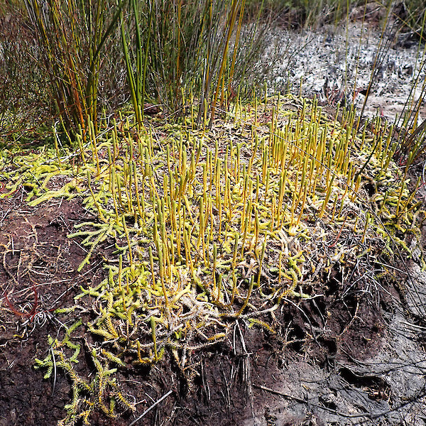Brownseya serpentina