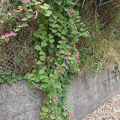 Weedy on Whangārei roadside.<br>Photographer: Marley Ford, Date taken: 01/12/2024, Licence: <a target='_blank' href='https://creativecommons.org/licenses/by/4.0'>CC BY</a>. <a class='member-message' href='/nzpcn/why-join-nzpcn/' target='_blank'>Members can view a larger version of this image.</a>