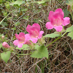 Weedy on Whangārei roadside.<br>Photographer: Marley Ford, Date taken: 01/12/2024, Licence: <a target='_blank' href='https://creativecommons.org/licenses/by/4.0'>CC BY</a>. <a class='member-message' href='/nzpcn/why-join-nzpcn/' target='_blank'>Members can view a larger version of this image.</a>