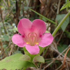 Weedy on Whangārei roadside.<br>Photographer: Marley Ford, Date taken: 01/12/2024, Licence: <a target='_blank' href='https://creativecommons.org/licenses/by/4.0'>CC BY</a>. <a class='member-message' href='/nzpcn/why-join-nzpcn/' target='_blank'>Members can view a larger version of this image.</a>