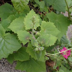 Weedy on Whangārei roadside.<br>Photographer: Marley Ford, Date taken: 01/12/2024, Licence: <a target='_blank' href='https://creativecommons.org/licenses/by/4.0'>CC BY</a>. <a class='member-message' href='/nzpcn/why-join-nzpcn/' target='_blank'>Members can view a larger version of this image.</a>