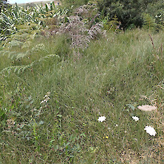 Wairua Falls, Northland.<br>Photographer: Marley Ford, Date taken: 22/12/2024, Licence: <a target='_blank' href='https://creativecommons.org/licenses/by/4.0'>CC BY</a>. <a class='member-message' href='/nzpcn/why-join-nzpcn/' target='_blank'>Members can view a larger version of this image.</a>