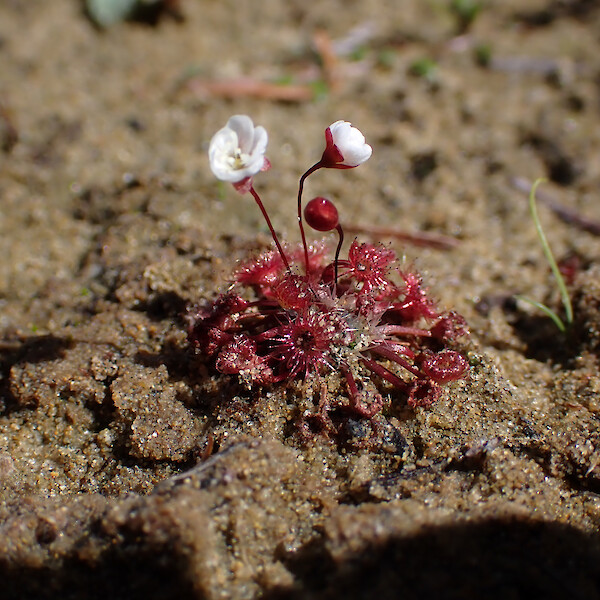 Drosera pygmaea