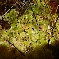 Sphagnum perichaetiale