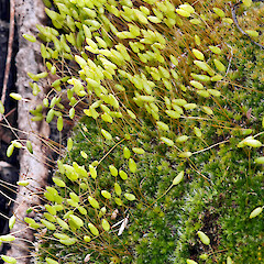 Leptostomum macrocarpon