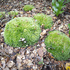 Leucobryum javense