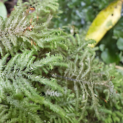 Lopidium concinnum