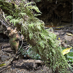 Lower Hutt Stokes Valley. Lopidium concinnum often grows in association with Trachyloma spp., which are superficially similar. A Trachyloma sp. was present on this branch when the photo was taken, although not visible in this image.<br>Photographer: Jeremy R. Rolfe, Date taken: 23/10/2024, Licence: <a target='_blank' href='https://creativecommons.org/licenses/by/4.0'>CC BY</a>. <a class='member-message' href='/nzpcn/why-join-nzpcn/' target='_blank'>Members can view a larger version of this image.</a>