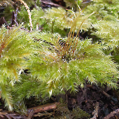 Mniodendron colensoi