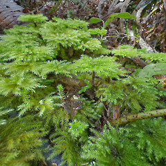 Lower Hutt, Stokes Valley.<br>Photographer: Jeremy R. Rolfe, Date taken: 18/09/2024, Licence: <a target='_blank' href='https://creativecommons.org/licenses/by/4.0'>CC BY</a>. <a class='member-message' href='/nzpcn/why-join-nzpcn/' target='_blank'>Members can view a larger version of this image.</a>