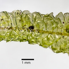 Kermadec Islands, Raoul Island from a specimen collected by PJ de Lange, 2012.<br>Photographer: Jeremy R. Rolfe, Date taken: 09/02/2012, Licence: <a target='_blank' href='https://creativecommons.org/licenses/by/4.0'>CC BY</a>. <a class='member-message' href='/nzpcn/why-join-nzpcn/' target='_blank'>Members can view a larger version of this image.</a>