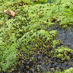 Ochiobryum blandum
