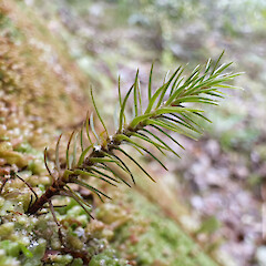 Polytrichadelphus magellanicus