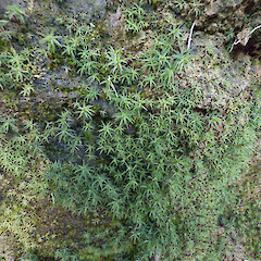 Upper Hutt, Riverstone Terraces.<br>Photographer: Jeremy R. Rolfe, Date taken: 11/11/2024, Licence: <a target='_blank' href='https://creativecommons.org/licenses/by/4.0'>CC BY</a>. <a class='member-message' href='/nzpcn/why-join-nzpcn/' target='_blank'>Members can view a larger version of this image.</a>