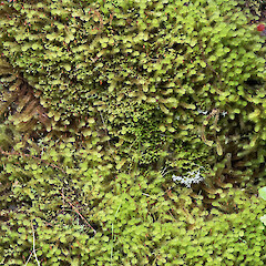 Lower Hutt, Stokes Valley.<br>Photographer: Jeremy R. Rolfe, Date taken: 08/10/2024, Licence: <a target='_blank' href='https://creativecommons.org/licenses/by/4.0'>CC BY</a>. <a class='member-message' href='/nzpcn/why-join-nzpcn/' target='_blank'>Members can view a larger version of this image.</a>