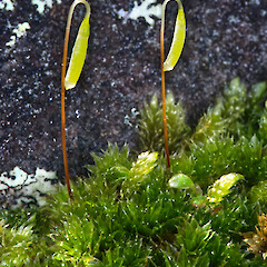 Rosulabryum capillare