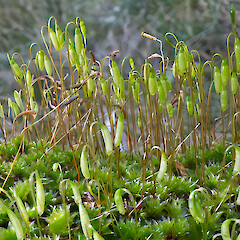 Lower Hutt, Naenae.<br>Photographer: Jeremy R. Rolfe, Date taken: 24/08/2024, Licence: <a target='_blank' href='https://creativecommons.org/licenses/by/4.0'>CC BY</a>. <a class='member-message' href='/nzpcn/why-join-nzpcn/' target='_blank'>Members can view a larger version of this image.</a>