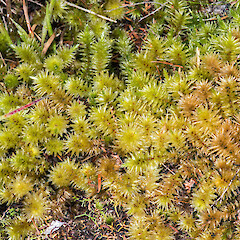 Te Paki.<br>Photographer: Jeremy R. Rolfe, Date taken: 13/04/2015, Licence: <a target='_blank' href='https://creativecommons.org/licenses/by/4.0'>CC BY</a>. <a class='member-message' href='/nzpcn/why-join-nzpcn/' target='_blank'>Members can view a larger version of this image.</a>