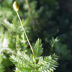 Pyrrhobryum bifarium