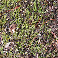 Te Paki, Hikurua | de Surville Cliffs. In a dry state.<br>Photographer: Jeremy R. Rolfe, Date taken: 23/02/2011, Licence: <a target='_blank' href='https://creativecommons.org/licenses/by/4.0'>CC BY</a>. <a class='member-message' href='/nzpcn/why-join-nzpcn/' target='_blank'>Members can view a larger version of this image.</a>