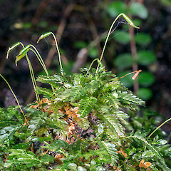 Rhizogonium distichum