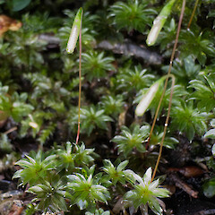 Rosulabryum subtomentosum