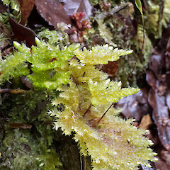 Sciadocladus menziesii