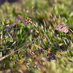 Rhaphidorrhynchium amoenum