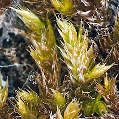 Sematophyllum homomallum