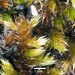 Te Paki, Otou | North Cape.<br>Photographer: Jeremy R. Rolfe, Date taken: 23/02/2011, Licence: <a target='_blank' href='https://creativecommons.org/licenses/by/4.0'>CC BY</a>. <a class='member-message' href='/nzpcn/why-join-nzpcn/' target='_blank'>Members can view a larger version of this image.</a>