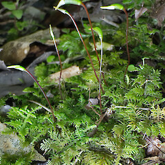Thuidiopsis furfurosa