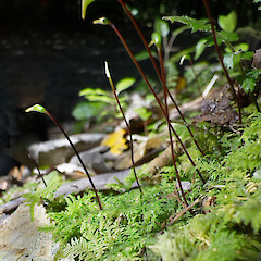 Upper Hutt, Birchville Dam.<br>Photographer: Jeremy R. Rolfe, Date taken: 30/09/2024, Licence: <a target='_blank' href='https://creativecommons.org/licenses/by/4.0'>CC BY</a>. <a class='member-message' href='/nzpcn/why-join-nzpcn/' target='_blank'>Members can view a larger version of this image.</a>