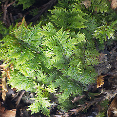 Thuidium laeviusculum