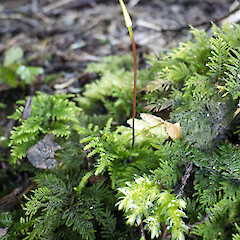 Lower Hutt, Stokes Valley.<br>Photographer: Jeremy R. Rolfe, Date taken: 09/09/2024, Licence: <a target='_blank' href='https://creativecommons.org/licenses/by/4.0'>CC BY</a>. <a class='member-message' href='/nzpcn/why-join-nzpcn/' target='_blank'>Members can view a larger version of this image.</a>