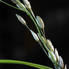 Wild plant in garden; Whanganui.<br>Photographer: Colin C. Ogle, Date taken: 12/03/2025, Licence: Public domain.