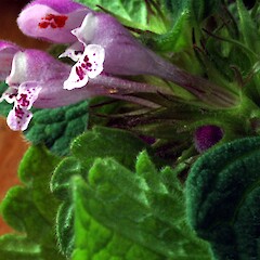 Lamium hybridum
