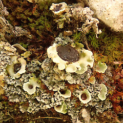 On limestone, Castle Hill.<br>Photographer: Melissa Hutchison, Date taken: 10/03/2025, Licence: <a target='_blank' href='https://creativecommons.org/licenses/by-nc/4.0'>CC BY-NC</a>. <a class='member-message' href='/nzpcn/why-join-nzpcn/' target='_blank'>Members can view a larger version of this image.</a>