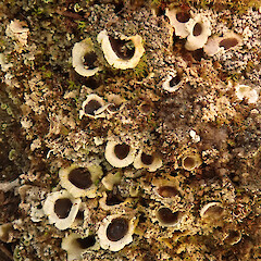 On limestone, Castle Hill.<br>Photographer: Melissa Hutchison, Date taken: 10/03/2025, Licence: <a target='_blank' href='https://creativecommons.org/licenses/by-nc/4.0'>CC BY-NC</a>. <a class='member-message' href='/nzpcn/why-join-nzpcn/' target='_blank'>Members can view a larger version of this image.</a>