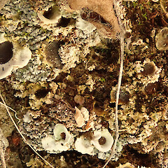 On limestone, Castle Hill.<br>Photographer: Melissa Hutchison, Date taken: 10/03/2025, Licence: <a target='_blank' href='https://creativecommons.org/licenses/by-nc/4.0'>CC BY-NC</a>. <a class='member-message' href='/nzpcn/why-join-nzpcn/' target='_blank'>Members can view a larger version of this image.</a>