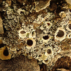 Solorina spongiosa