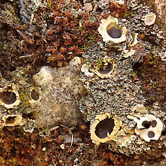On limestone, Castle Hill.<br>Photographer: Melissa Hutchison, Date taken: 10/03/2025, Licence: <a target='_blank' href='https://creativecommons.org/licenses/by-nc/4.0'>CC BY-NC</a>. <a class='member-message' href='/nzpcn/why-join-nzpcn/' target='_blank'>Members can view a larger version of this image.</a>