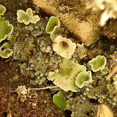 On limestone, Castle Hill.<br>Photographer: Melissa Hutchison, Date taken: 10/03/2025, Licence: <a target='_blank' href='https://creativecommons.org/licenses/by-nc/4.0'>CC BY-NC</a>. <a class='member-message' href='/nzpcn/why-join-nzpcn/' target='_blank'>Members can view a larger version of this image.</a>