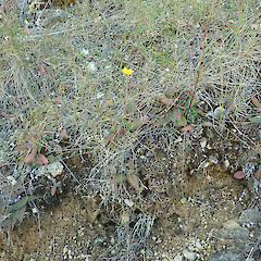 Castle Hill, Canterbury.<br>Photographer: Melissa Hutchison, Date taken: 14/03/2025, Licence: <a target='_blank' href='https://creativecommons.org/licenses/by-nc/4.0'>CC BY-NC</a>. <a class='member-message' href='/nzpcn/why-join-nzpcn/' target='_blank'>Members can view a larger version of this image.</a>