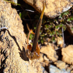 Red Hills.<br>Photographer: Rowan Hindmarsh-Walls, Licence: <a target='_blank' href='https://creativecommons.org/licenses/by-nc/4.0'>CC BY-NC</a>. <a class='member-message' href='/nzpcn/why-join-nzpcn/' target='_blank'>Members can view a larger version of this image.</a>
