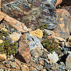 Red Hills.<br>Photographer: Rowan Hindmarsh-Walls, Licence: <a target='_blank' href='https://creativecommons.org/licenses/by-nc/4.0'>CC BY-NC</a>. <a class='member-message' href='/nzpcn/why-join-nzpcn/' target='_blank'>Members can view a larger version of this image.</a>