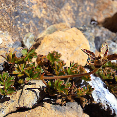 Red Hills.<br>Photographer: Rowan Hindmarsh-Walls, Licence: <a target='_blank' href='https://creativecommons.org/licenses/by-nc/4.0'>CC BY-NC</a>. <a class='member-message' href='/nzpcn/why-join-nzpcn/' target='_blank'>Members can view a larger version of this image.</a>