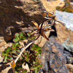 Red Hills.<br>Photographer: Rowan Hindmarsh-Walls, Licence: <a target='_blank' href='https://creativecommons.org/licenses/by-nc/4.0'>CC BY-NC</a>. <a class='member-message' href='/nzpcn/why-join-nzpcn/' target='_blank'>Members can view a larger version of this image.</a>