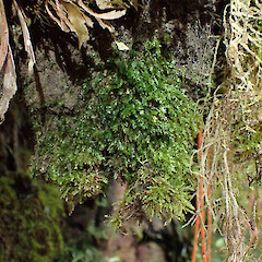 On silver beech root plates, Taipo River catchment, April 2025.<br>Photographer: Alex Fergus, Date taken: 09/04/2025, Licence: <a target='_blank' href='https://creativecommons.org/licenses/by-nc/4.0'>CC BY-NC</a>. <a class='member-message' href='/nzpcn/why-join-nzpcn/' target='_blank'>Members can view a larger version of this image.</a>