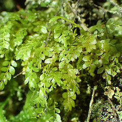 On silver beech root plates, Taipo River catchment, April 2025.<br>Photographer: Alex Fergus, Date taken: 09/04/2025, Licence: <a target='_blank' href='https://creativecommons.org/licenses/by-nc/4.0'>CC BY-NC</a>. <a class='member-message' href='/nzpcn/why-join-nzpcn/' target='_blank'>Members can view a larger version of this image.</a>